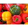 thumbnail image 6 of 150 Seeds RAINBOW BELL PEPPER Sweet Red, Green, Yellow, Orange, Purple, Brown, & White Capsicum Annuum Vegetable Seeds, 6 of 10