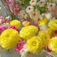 thumbnail image 1 of GSDWIUEW Ranunculus Bare Roots for Planting Canada, Perennial Flower Ranunculus, Easy to Grow, Ranunculus Bare Roots for Spring and Autumn Planting Home Garden Indoor and Outdoor(Yellow,20 Pack), 1 of 6