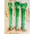 thumbnail image 2 of Live Lucky Bamboo 18&rdquo; Plants, 2 of 5