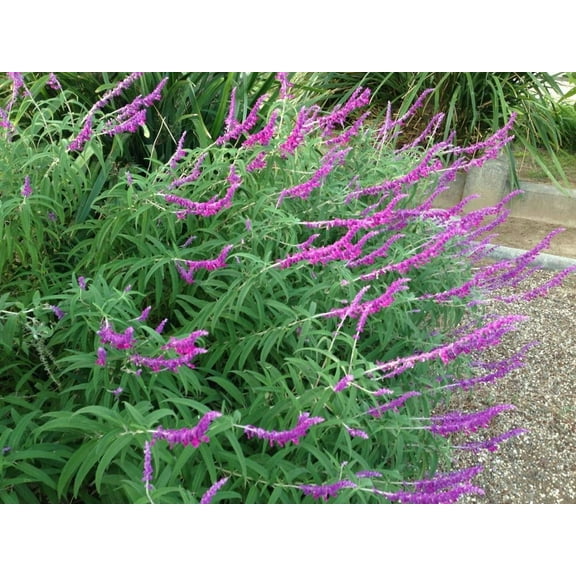 Mexican Sage 'Santa Barbara'-Salvia L.- Live Starter Plant