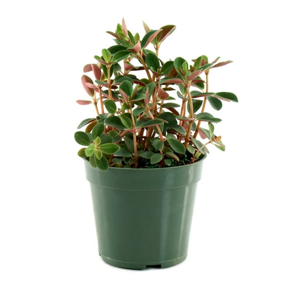 4 in. Peperomia Double Duty Plant in Grower Container (3-Pack)