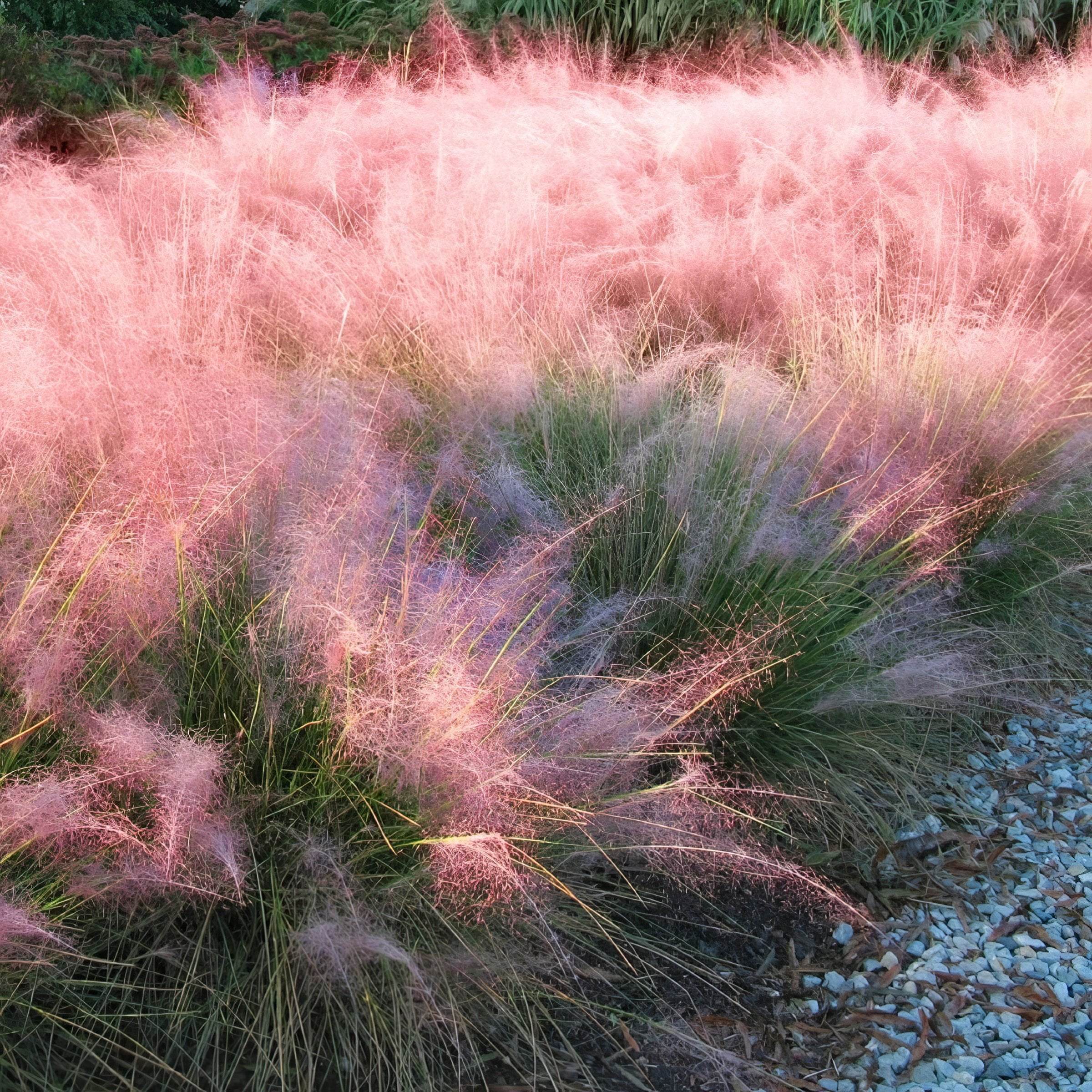 National Plant Network 2.5 in. Pink Muhly (3-Pack)