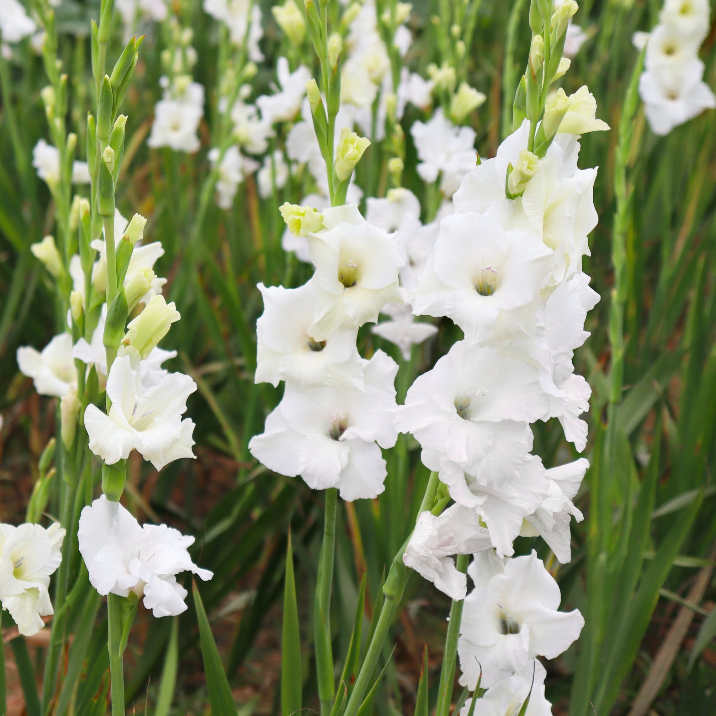 National Plant Network Gladioli White Prosperity Bulbs (20-Pack)