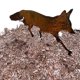 thumbnail image 5 of Adornos de patio enchufables para exteriores de hierro forjado de zorro, ventana hueca de animal, decoración de jardín de metal, tarjeta creativa, 5 of 5