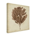 thumbnail image 2 of Trademark Fine Art 'UA CH Vintage Seaweed III' Canvas Art by Georg C. Oeder, 2 of 4