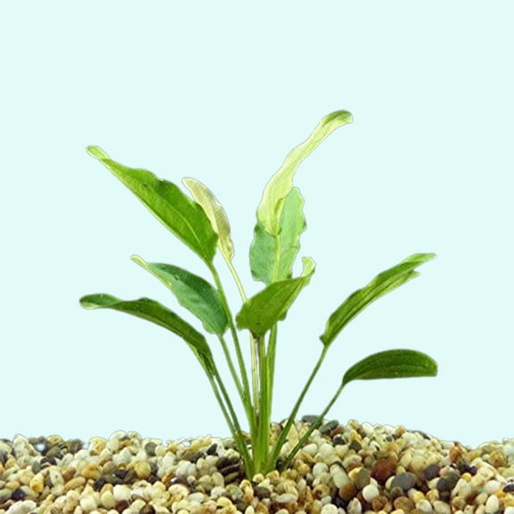 Canton Aquatics Oriental Sword Small Live Aquarium Plant - Ideal for Aquariums & Ponds, Lush Green Leaves  - All Natural & Organic Aquatic Plant