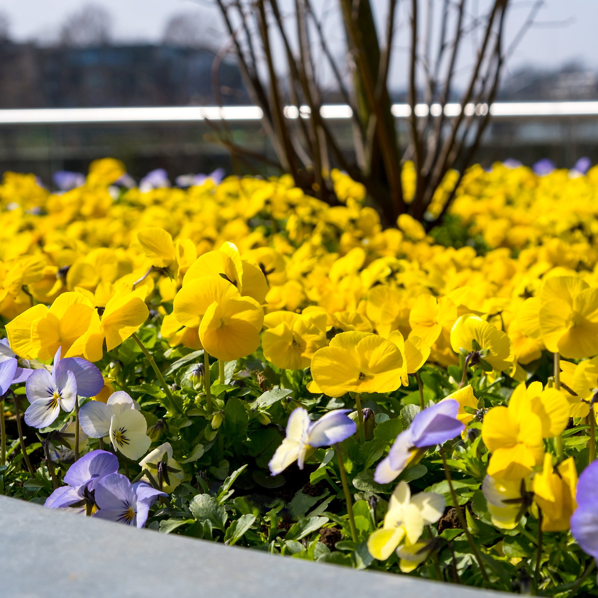 National Plant Network 4 in. Viola Sorbet XP Yellow (16-Pack)