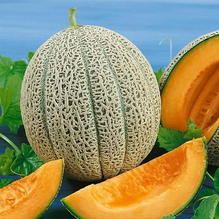 Cantaloupe Melon Garden Seeds - Hales Best Jumbo - 1 Oz - Non-GMO, Heirloom, Vegetable Gardening Seeds - Fruit, Melon Fruit Seeds - Cantaloupe.., By Mountain Valley Seed Company Ship from