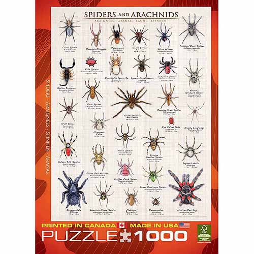 Canada Spider Chart