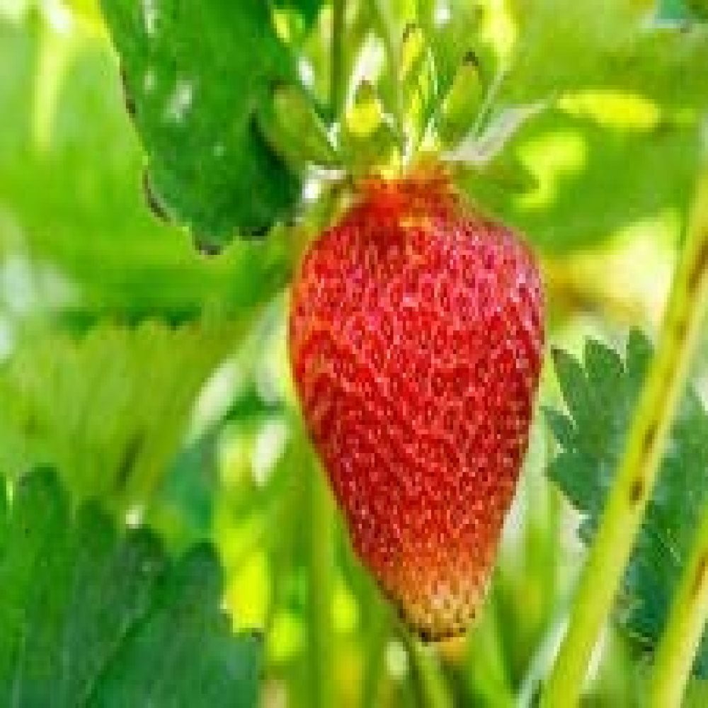 Mayflower June Bearing 10 Live Strawberry Plants NON GMO, 