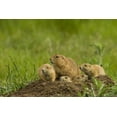 thumbnail image 2 of Illg, Cathy and Gordon 14x11 Gold Ornate Wood Framed with Double Matting Museum Art Print Titled - CO, Rocky Mountain Arsenal Prairie dog family, 2 of 4