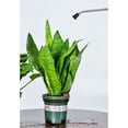 thumbnail image 3 of Watering Can for Indoor and Outdoor Plants - Long Spout Water Can for Garden, Flower, House Plants - 1L, 3 of 4