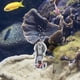thumbnail image 5 of KAKOWELY Bomba de oxígeno para acuario USB, aireador de aire de plástico para pecera, bomba de oxígeno silenciosa, 5 of 5