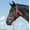 Pinkcamo, variant on Cashel Company Rope Halter withCamo Paracord Nose Pinkcamo Horse