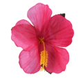 thumbnail image 4 of 90 hojas de palmeras tropicales y flores de hibisco, hojas artificiales, 4 of 5