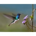 thumbnail image 2 of Fitzharris, Tim 14x12 Gold Ornate Wood Framed with Double Matting Museum Art Print Titled - White Necked Jacobin Hummingbird, 2 of 4