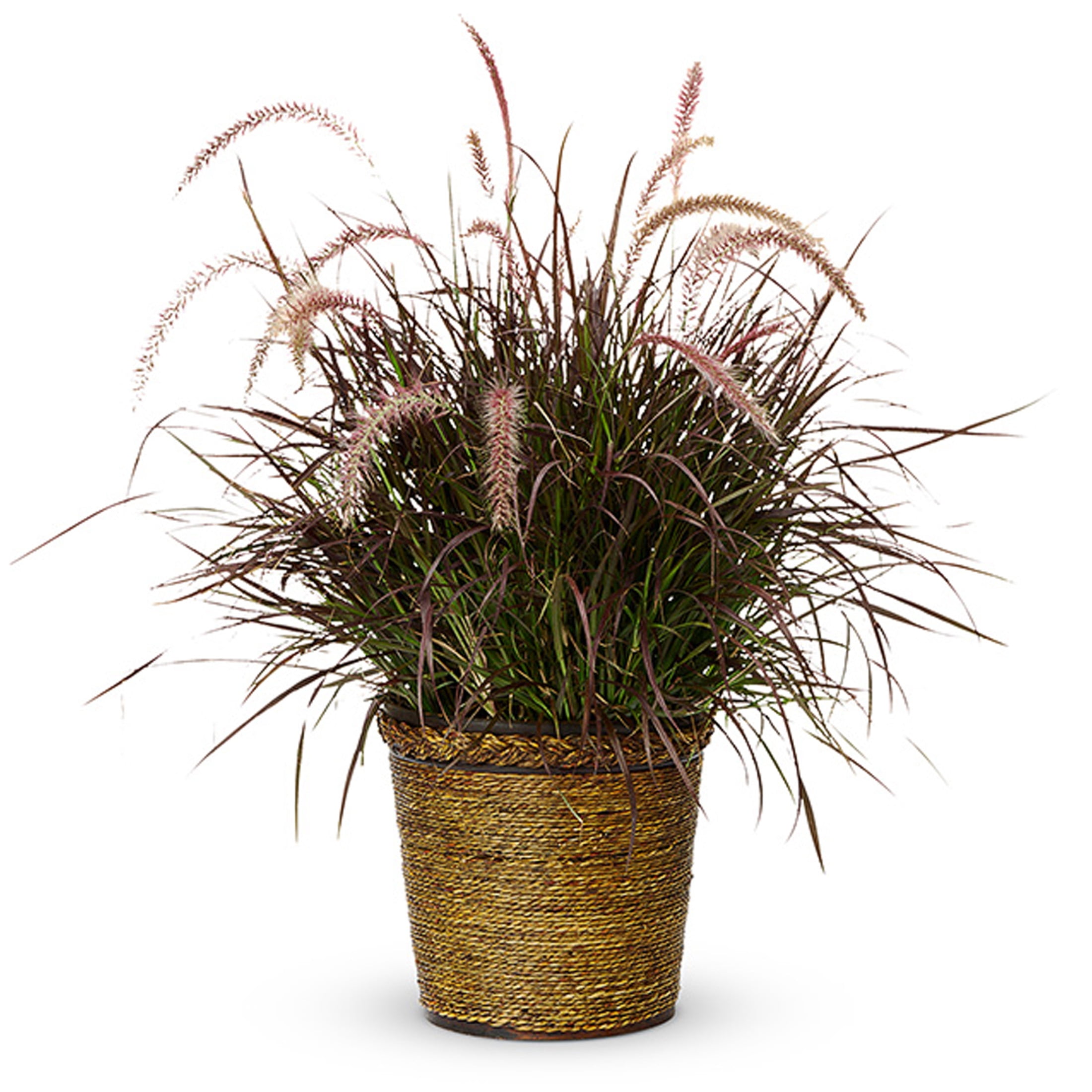 Proven Winners 8" Purple Graceful Grasses Purple Fountain Grass Purple Fountain Grass Live Plant in 6.5" Pot