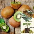 thumbnail image 3 of Kiwi Vine Live Plant, Hardy Kiwi Live Plants, 6-8 Inches Tall, Fruit Vine Starters for Easy Garden Growing, 3 of 6
