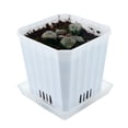 thumbnail image 4 of 5 CM Haworthia Pygmaea Cactus Live Succulent Plants, Rare & Beautiful, Ideal for Garden, Bonsai, and Home Decoration, Perfect Diameter for Miniature Gardens, 4 of 6