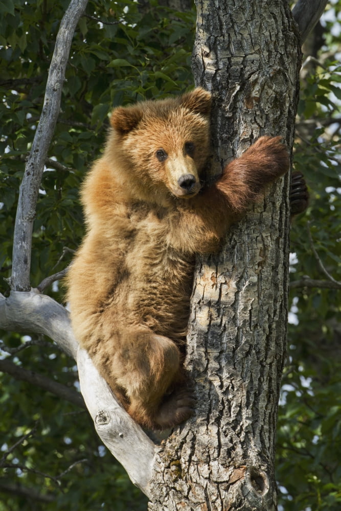 Brown bear (Ursus arctos) yearling cub climbing down from balsam poplar tree (Populus balsamifera) in summer Katmai National Park and Preserve Southwest Alaska Canvas Art - Gary Schultz  Design Pics (