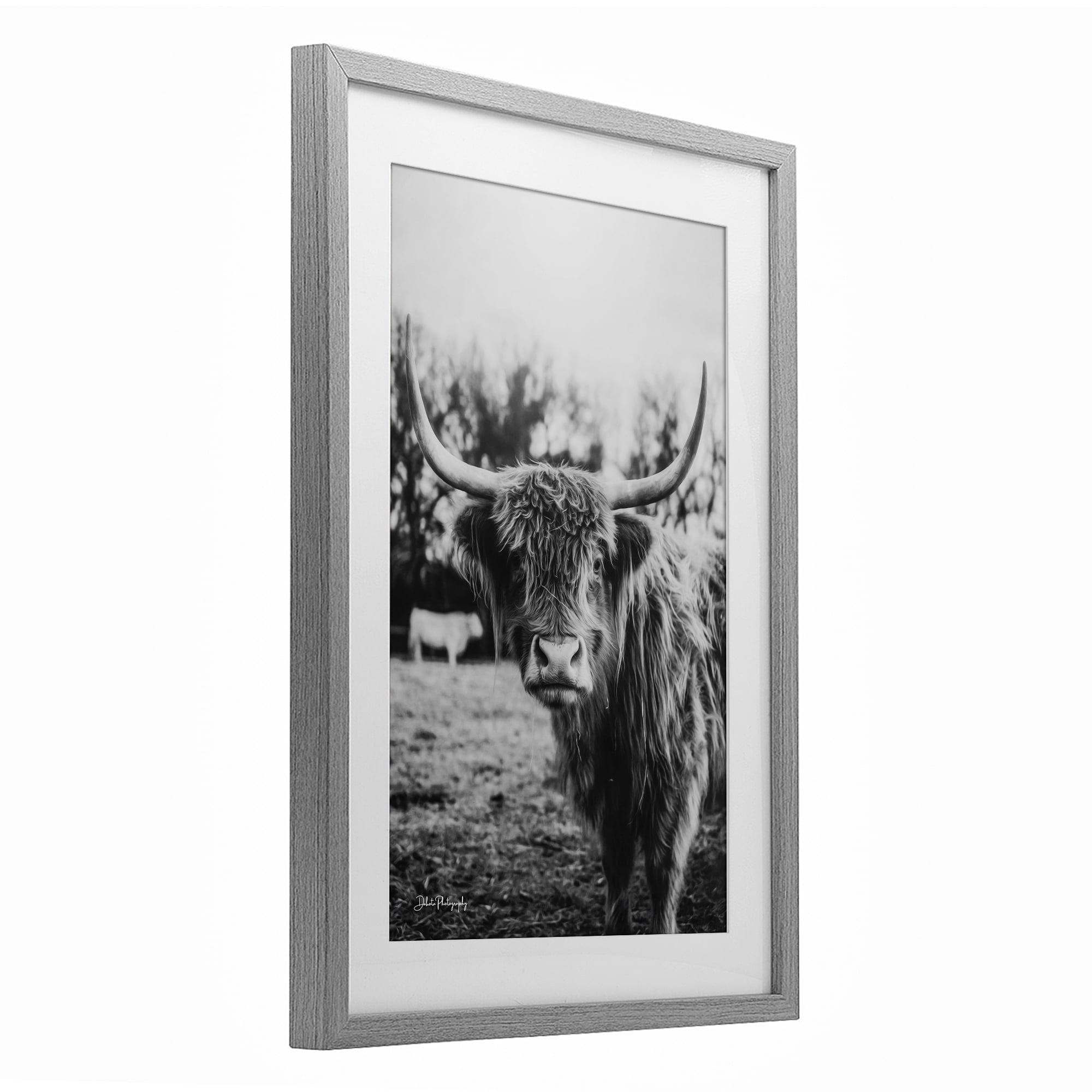 Stupell Industries Peering Highland Cattle Gray Framed Print Under Glass, design by Dakota Diener