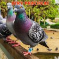thumbnail image 3 of BESTYASH 100pcs Pigeon Identify Ring Sky-Blue Aluminum Tracking For Racing Breeders, 3 of 7