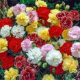 thumbnail image 2 of Border Carnation Dianthus Flowering Perennial Starter Plant (1-Pack), 2 of 3