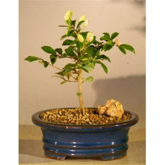 Bonsai Boy e2873 Flowering Lavender Star Flower Bonsai Tree - Grewia Occidentalis - Small