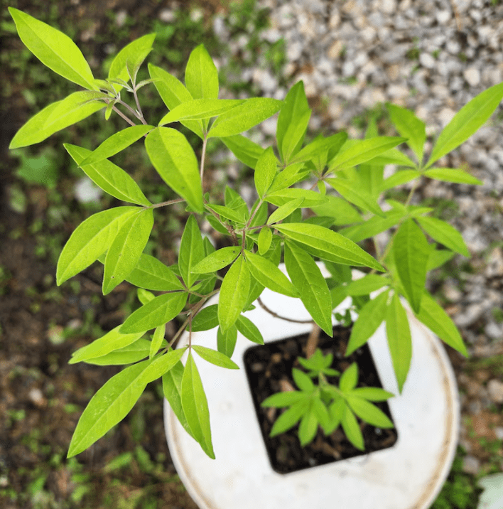 Set 2 Vitex Plants Live for Planting, Lilac Chastetree Plants Lilac Bush Plants for Garden 4inch Pot - Dormant in Winter