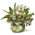 thumbnail image 1 of 21 Po Plante de Table en Pot de Céramique, 1 of 1