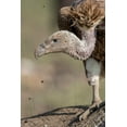 thumbnail image 2 of Souders, Paul 11x14 White Modern Wood Framed Museum Art Print Titled - Africa-Tanzania-Ngorongoro Conservation Area-White-backed Vulture, 2 of 4