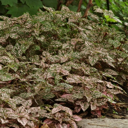 - Hypoestes Decorative House Plant Seeds - Splash Select Series - Rose - 500 Seeds - Annual Ornamental Plant Seed