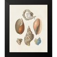 thumbnail image 2 of Knorr 15x18 Black Modern Framed Museum Art Print Titled - Knorr Shells And Coral I, 2 of 5