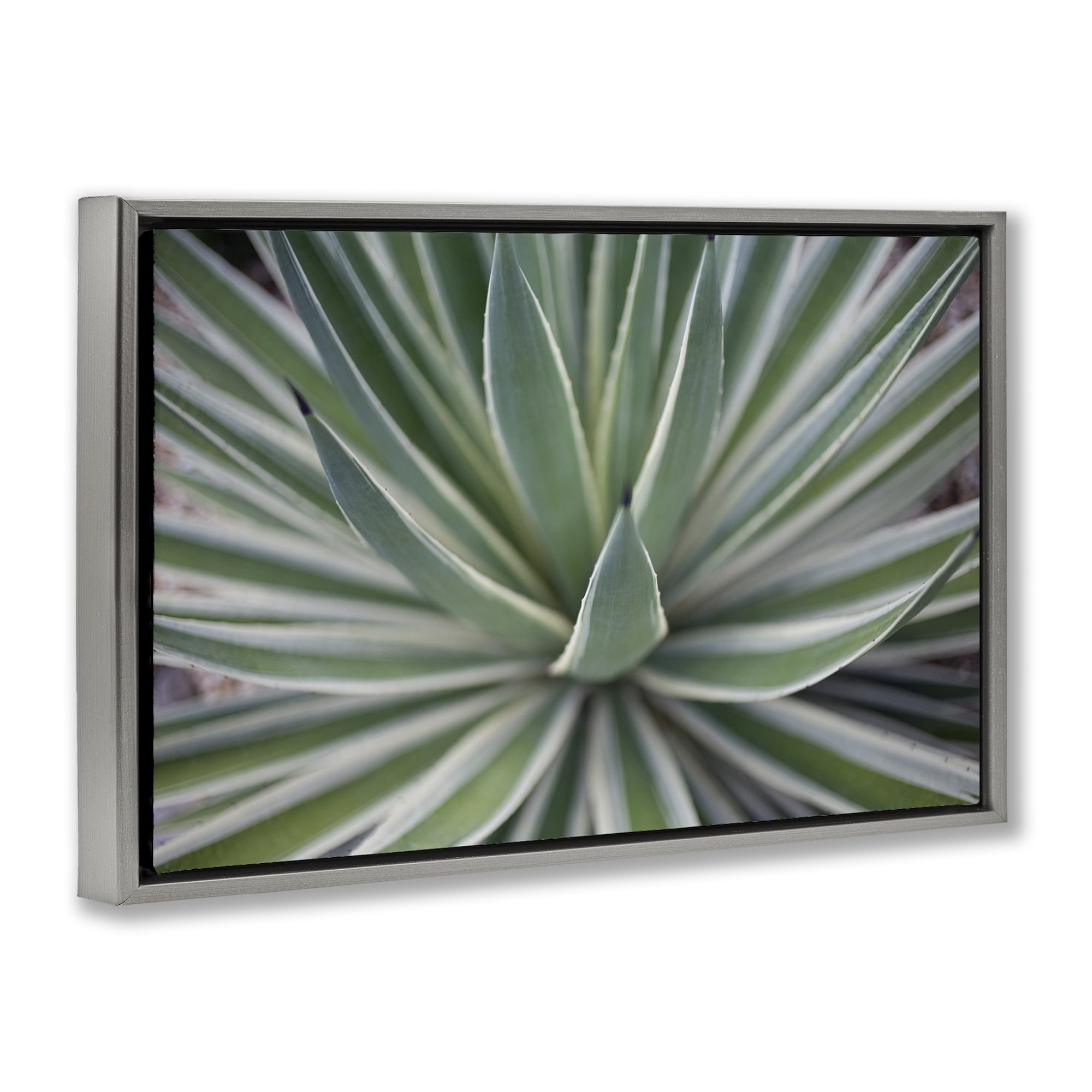 Stupell Industries Striped Plant Leaves Botanical & Floral Photography Gray Floater Framed Canvas Art Print Wall Art, 25 x 17