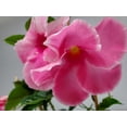 thumbnail image 2 of Tropical Plants of Florida 18" to 20" Pink Mandevilla Vine on Starter Trellis; Flower Plant, Partial Sun, 2 of 5