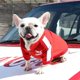 thumbnail image 4 of Baseball Dog Jacket Winter Dog Clothes for Small Medium Dogs Puppy Pet Vest French Bulldog Sweatshirt Chihuahua Costume Pug Coat ShopWise Round, 4 of 9