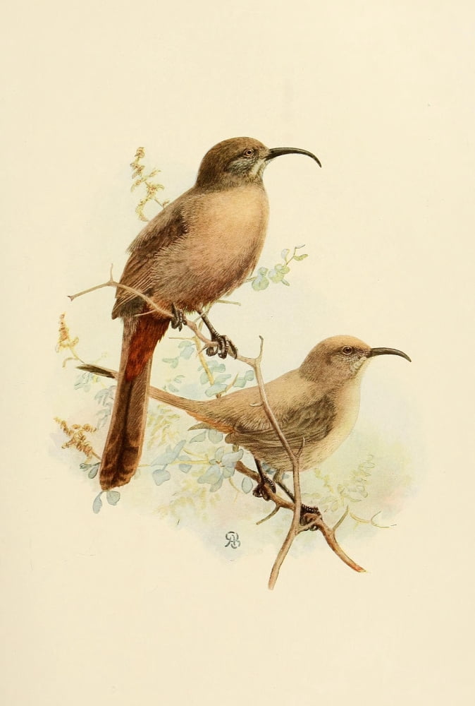 Birds Of California