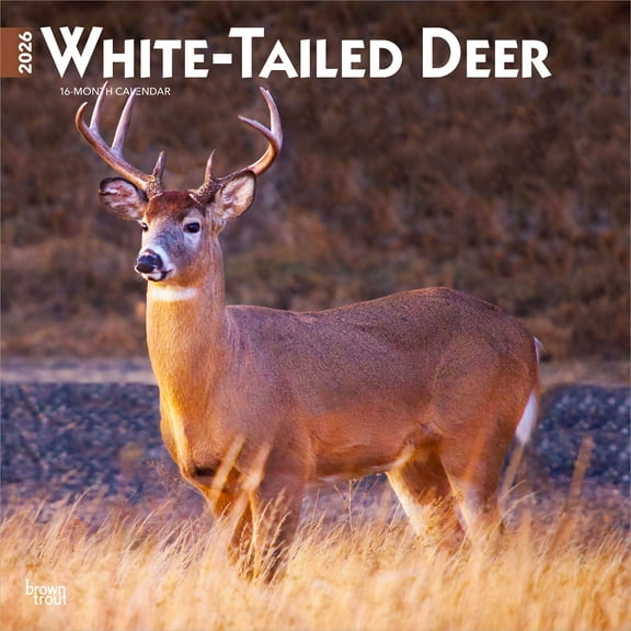 White Tailed Deer | 2026 12x24" (Hanging) Square Wall Calendar | Plastic-Free