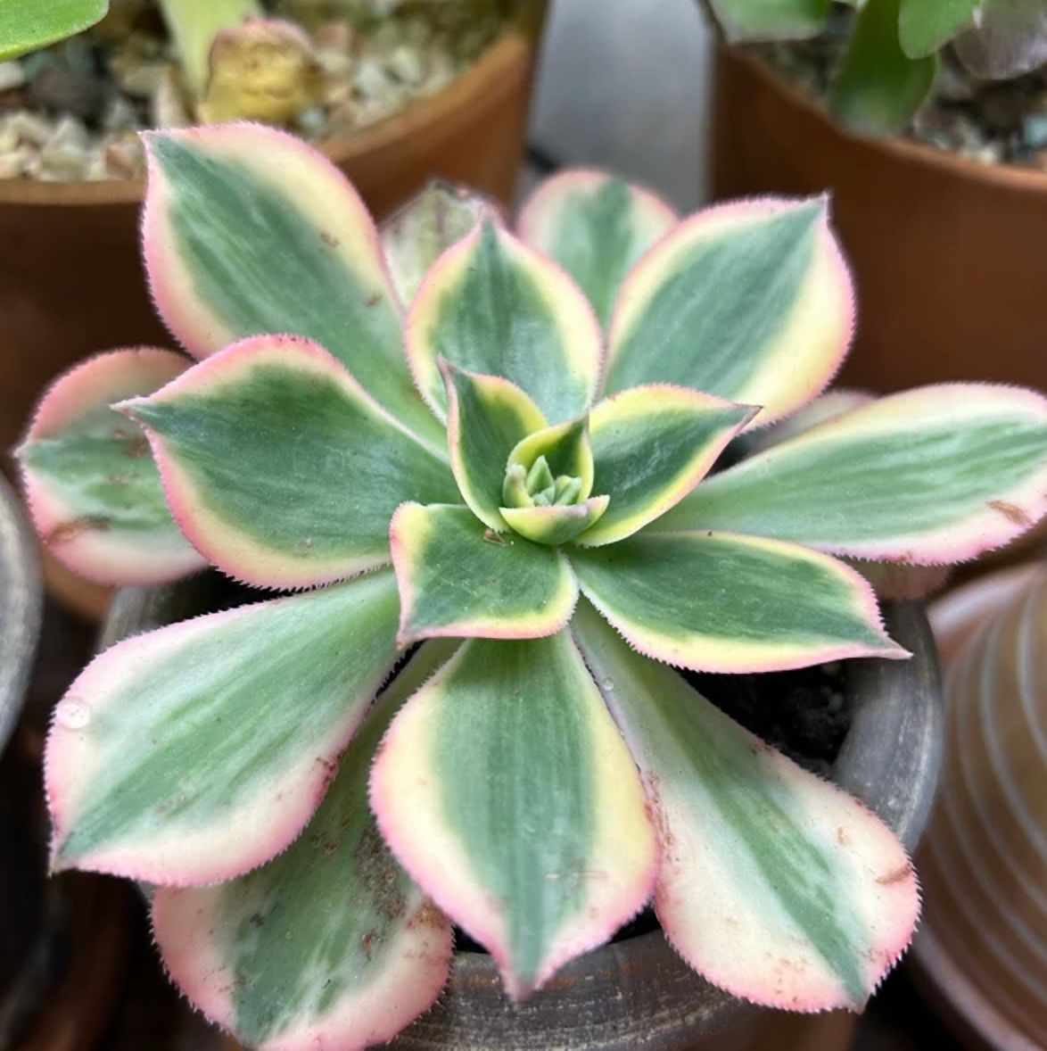 Aeonium Sunburst Plant Live for Planting - Copper Pinwheel Plant - Suburst Aeonium Plant - Variegated Aeonium Sunburst Plant - Pink Succulent Plant for Indoor Outdoor in 4 Inch Pot