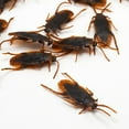 thumbnail image 4 of Halloween Prank Prop Plastic Creative Realistic Prank Animal Creepy Bug Toy, 4 of 10