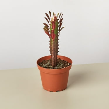 Succulent Euphorbia 'Trigona Rubra' in 4" Pot | Live Plant for Indoor | 7 - 12 inch Tall