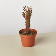 Succulent Euphorbia 'Trigona Rubra' - 4" Pot