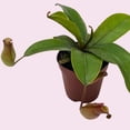 thumbnail image 6 of Winged Pitcher Plant, Carnivorous, in 2 inch Pot, 6 of 9