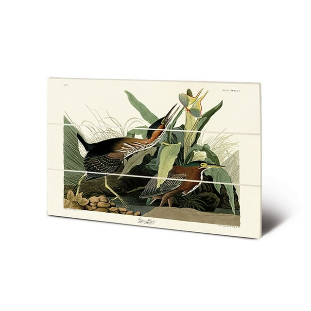 John James Audubon Green Heron Wood Print