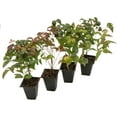 thumbnail image 6 of 4 Fire Power Heavenly Bamboo, Live Plants (Nandina Domestica) – Vibrant Foliage in 2.5” Nursery Cubes – Striking Fiery Red in Fall & Winter, Low-Maintenance Garden Accent, 6 of 8