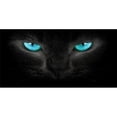 thumbnail image 1 of Blue Cat Eyes Photo License Plate Free Personalization on this plate, 1 of 1