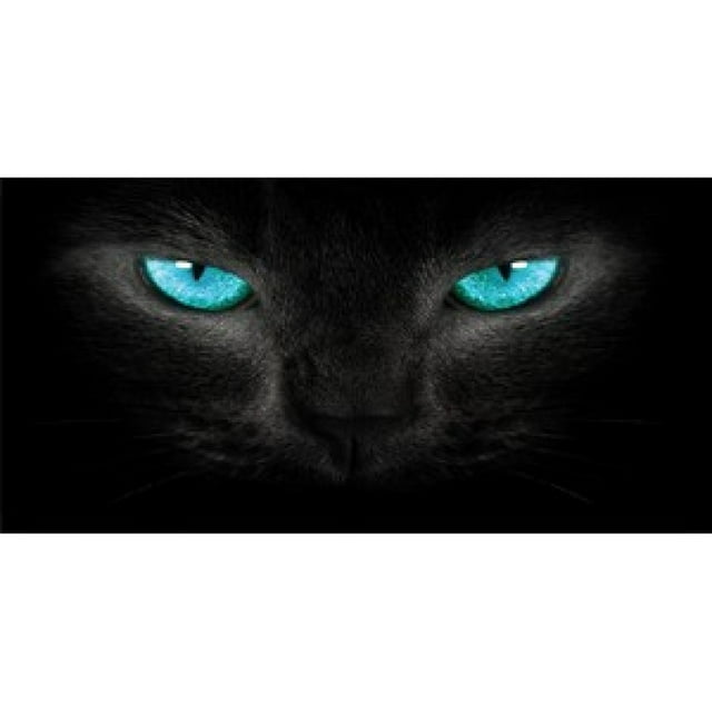 Blue Cat Eyes Photo License Plate Free Personalization on this plate