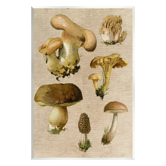 Stupell Industries Vintage Mushroom Drawings Botanical & Floral Painting Unframed Art Print Wall Art, 10 x 15