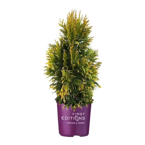 First Editions Arborvitae Lemon Burst Live Shrub in 2-Gallon Grower Pot