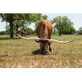 thumbnail image 2 of Wilson, Emily M. 24x17 Black Ornate Wood Framed with Double Matting Museum Art Print Titled - Marble Falls-Texas-USA-Longhorn cattle in the Texas Hill Country, 2 of 4